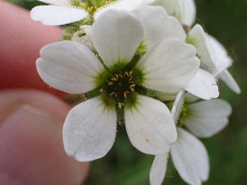 Image of Saxifraga bulbifera by (c) Elias, some rights reserved (CC BY)
