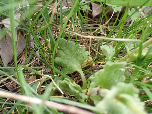 Image of Bulbous Saxifrage (Saxifraga bulbifera) by (c) Elias, some rights reserved (CC BY)