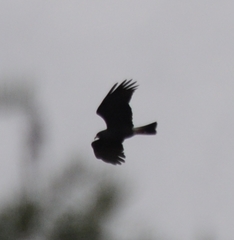 Rostrhamus sociabilis plumbeus