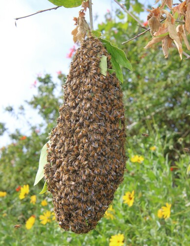 iNaturalist observation photo of Western Honey Bee