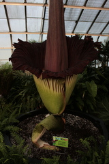 Amorphophallus titanum