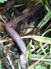 Deroceras reticulatum
