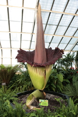 Amorphophallus titanum