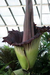 Amorphophallus titanum