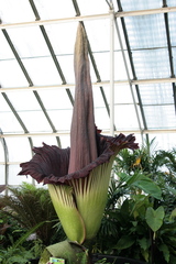 Amorphophallus titanum