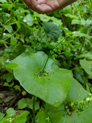 Claytonia