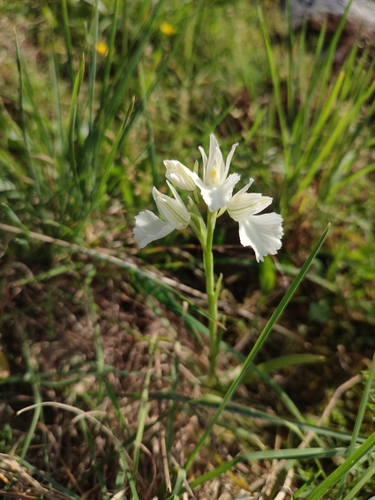 Anacamptis papilionacea (L.) R.M.Bateman, Pridgeon & M.W.Chase 2
