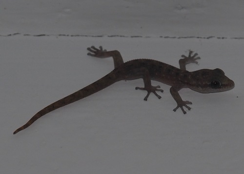 Phyllodactylus baurii