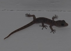 Phyllodactylus baurii