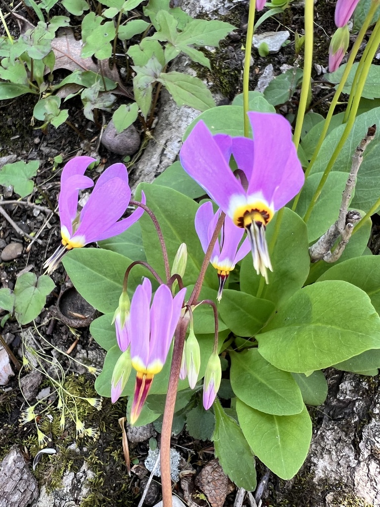 eastern shooting star from Chesapeake and Ohio Canal Trail, Sharpsburg ...