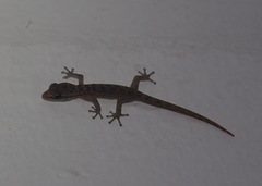 Phyllodactylus baurii