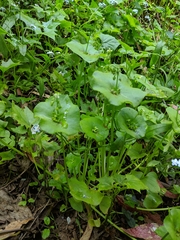 Claytonia