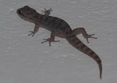 Phyllodactylus baurii