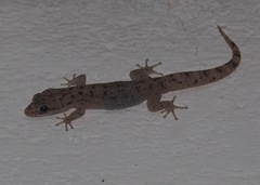 Phyllodactylus baurii