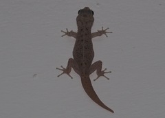 Phyllodactylus baurii