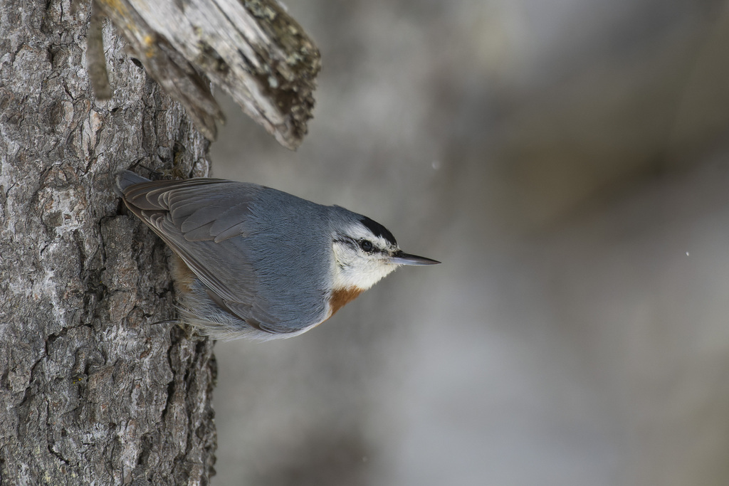 Krüper's Nuthatch (Sitta krueperi) photo