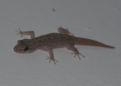 Phyllodactylus baurii