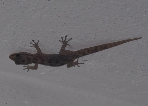 Baur's Leaf-toed Gecko, Phyllodactylus baurii
