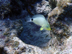 Hypoplectrus unicolor