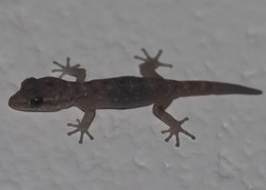 Phyllodactylus baurii