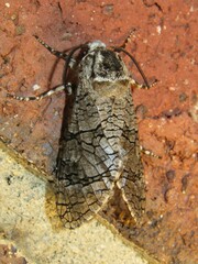 Prionoxystus macmurtrei