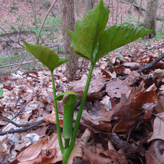 Uromyces ari-triphylli