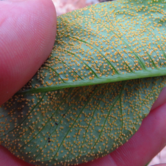 Uromyces ari-triphylli