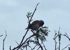 Camarhynchus parvulus