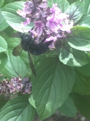 Xylocopa micans