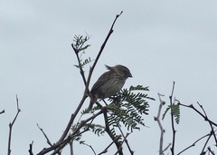 Camarhynchus parvulus