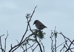 Camarhynchus parvulus