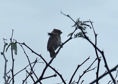 Camarhynchus parvulus