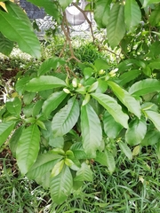 Tabernaemontana litoralis