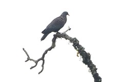 Cameroon Olive Pigeon photo 2