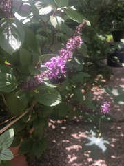 Xylocopa micans