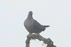 Cameroon Olive Pigeon photo 3