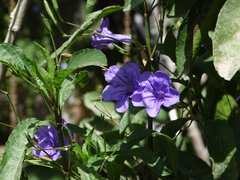 Ruellia jimulcensis