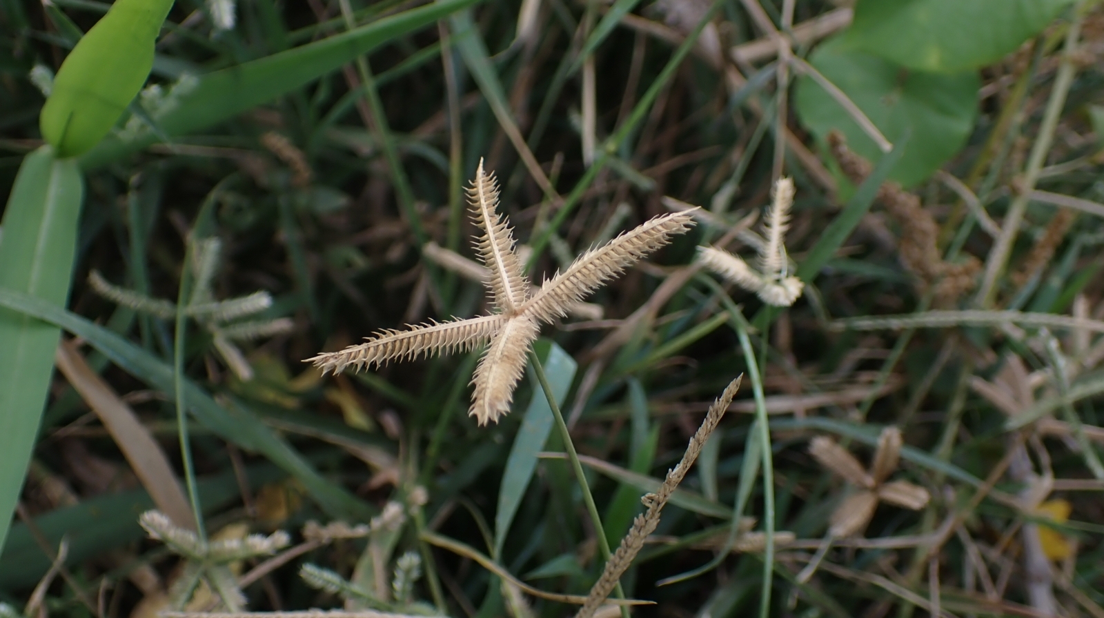 Cỏ chân gà — ảnh 3