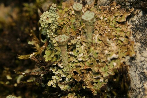 Skrotelinė šiurė nuotrauka