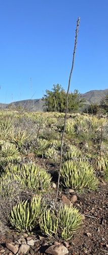 Agave toumeyana