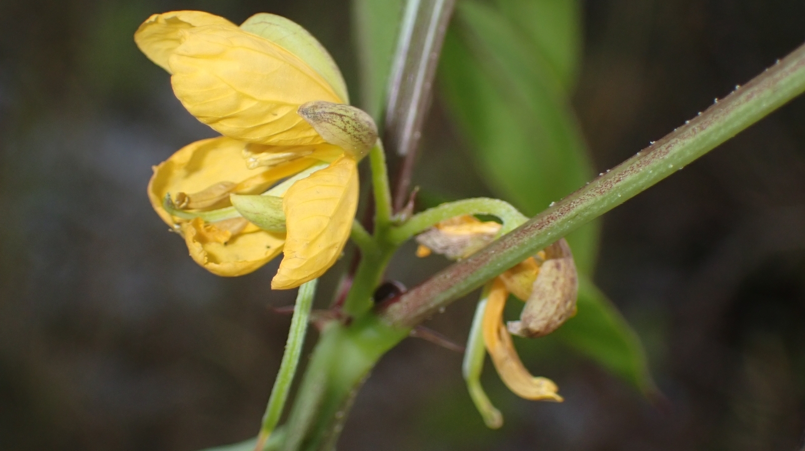 Senna occidentalis — ảnh 3