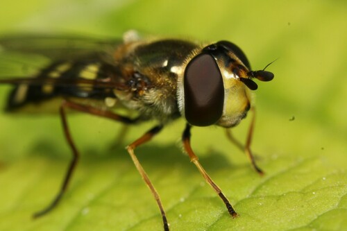 Photo of Black-tailed Aphideater (Eupeodes luniger)