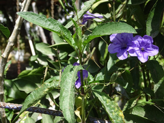 Ruellia jimulcensis