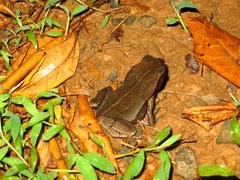 Truando Toad photo 4