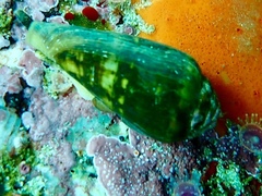 Conus mozambicus image