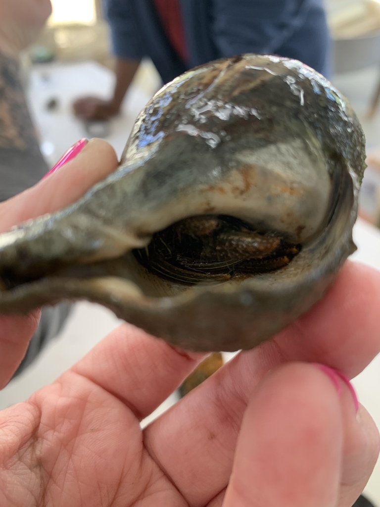 Thinstripe Hermit Crab from Georgetown County, SC, USA on April 4, 2024 ...