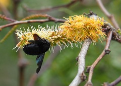 Xylocopa darwini