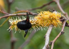 Xylocopa darwini