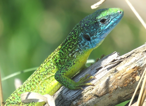 Lézard à deux raies (Le)