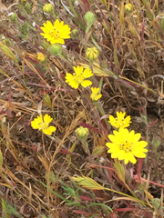 Hemizonia congesta lutescens